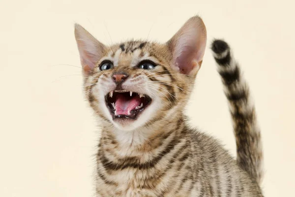 Toyger Kucing Ras Murni Felis Silvestris Catus Usia Minggu Mackerel — Stok Foto
