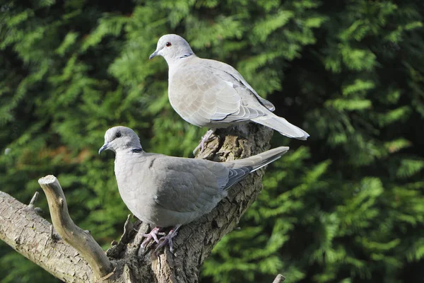 Baharda Güvercinler — Stok fotoğraf
