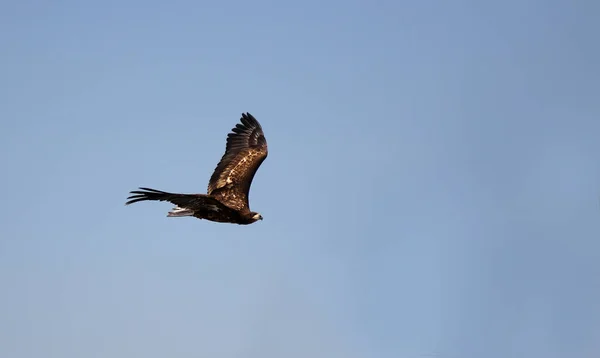 Schilderachtig Uitzicht Majestueuze Gouden Adelaar Wilde Natuur — Stockfoto