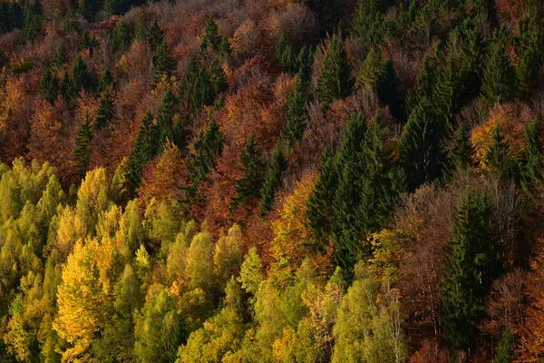 바바리 공원의 — 스톡 사진