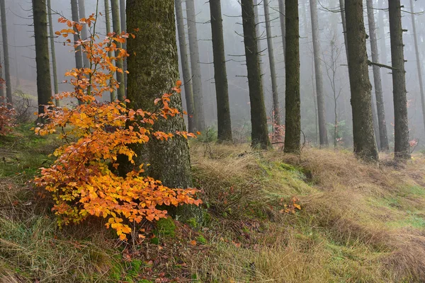 Small Beech Foggy Forest — Stock Photo, Image