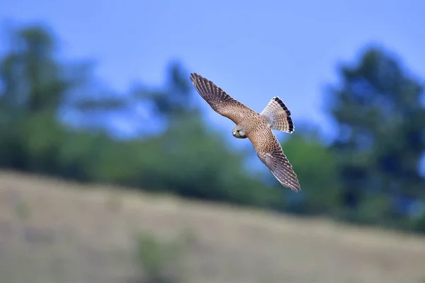 Malebný Pohled Krásné Kestrel Ptáka — Stock fotografie