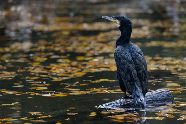 Cormorant Senta Água — Fotografia de Stock