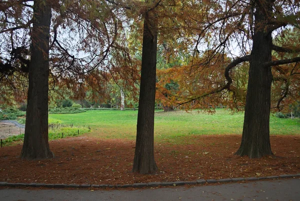 Scène Idyllique Dans Parc Avec Des Arbres Des Feuilles Tombées — Photo