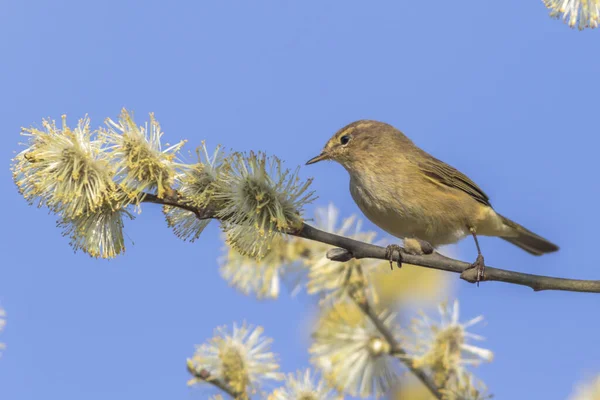 Zilpzalp Dans Les Branches Buisson — Photo