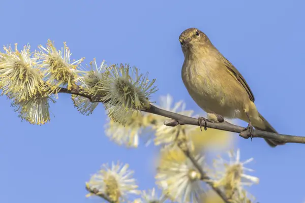 Ein Zilpzalp Den Zweigen Eines Busches — Stockfoto