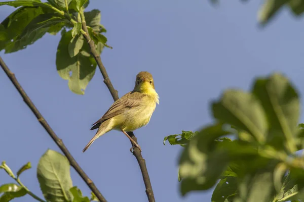 Ein Orpheus Slobber Den Zweigen Eines Busches — Stockfoto