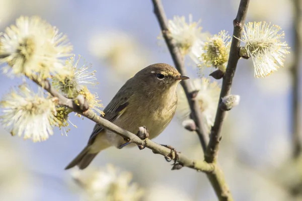 Zilpzalp Grenarna Buske — Stockfoto