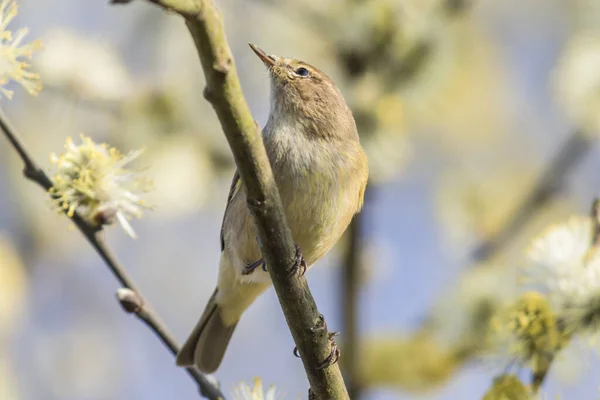 Zilpzalp Grenarna Buske — Stockfoto