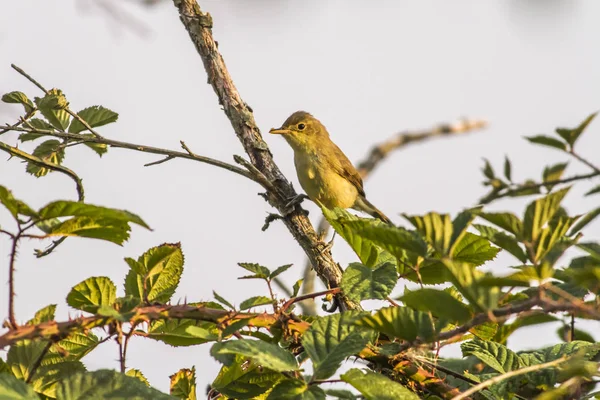 Orpheus Bave Dans Les Branches Buisson — Photo