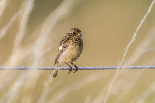 Své Čekárně Sedí Kameník — Stock fotografie