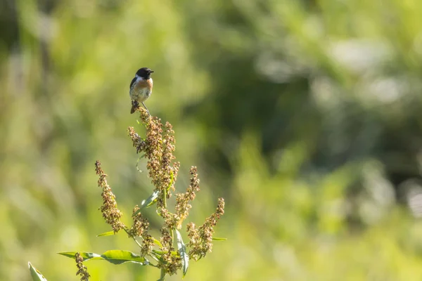 Stonechat Senta Sua Sala Espera — Fotografia de Stock