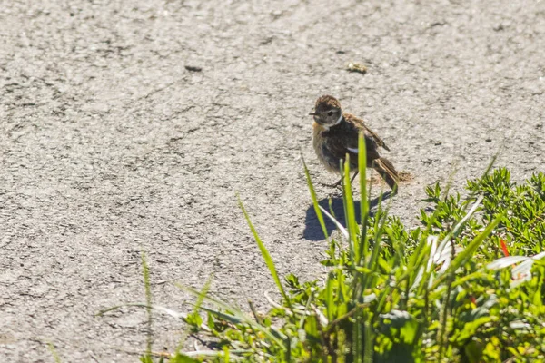 Stonechat Sienta Sala Espera —  Fotos de Stock