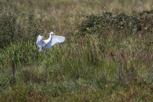 Grande Egret Forrageamento Bruch Beeder — Fotografia de Stock