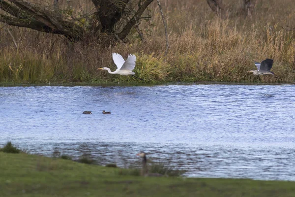 Stor Egret Födosök Bruch — Stockfoto