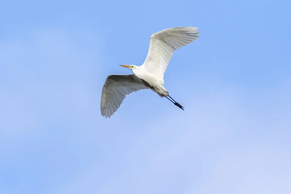 Great Egret Foraging Beeder Bruch — Stock Photo, Image