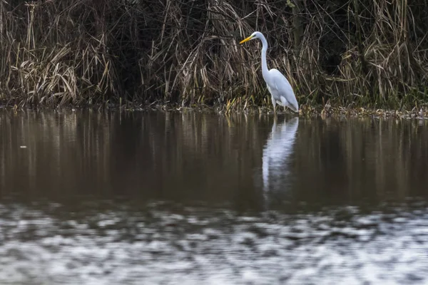 Velký Egret Hledání Beeder Bruch — Stock fotografie