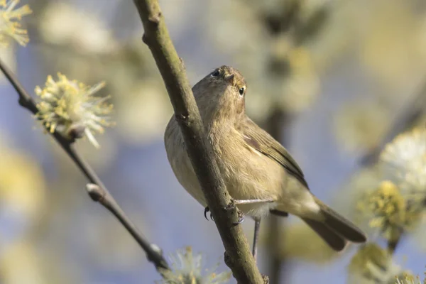 Zilpzalp Grenarna Buske — Stockfoto