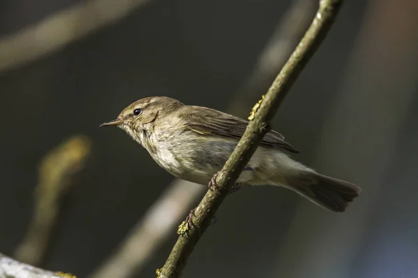 Zilpzalp Grenarna Buske — Stockfoto