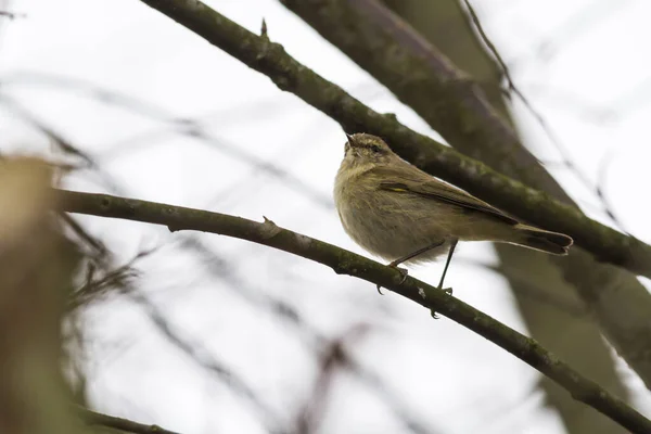 Zilpzalp Grenarna Buske — Stockfoto