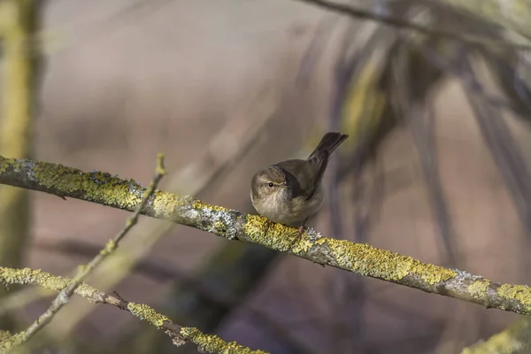 Zilpzalp Grenarna Buske — Stockfoto