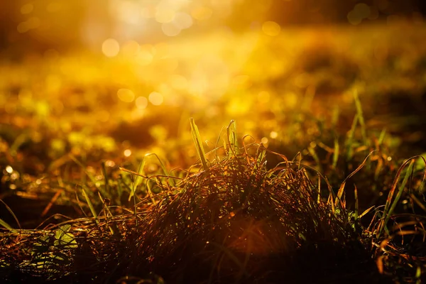 Gras Auf Einer Wiese Gegenlicht Der Sonne Mit Bokeh — Stockfoto