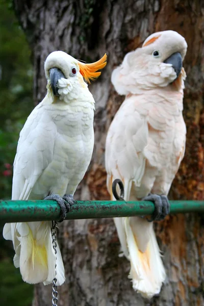 Loros Blancos Indonesios Fotografiados Cerca Bukkittingi Sumatra —  Fotos de Stock