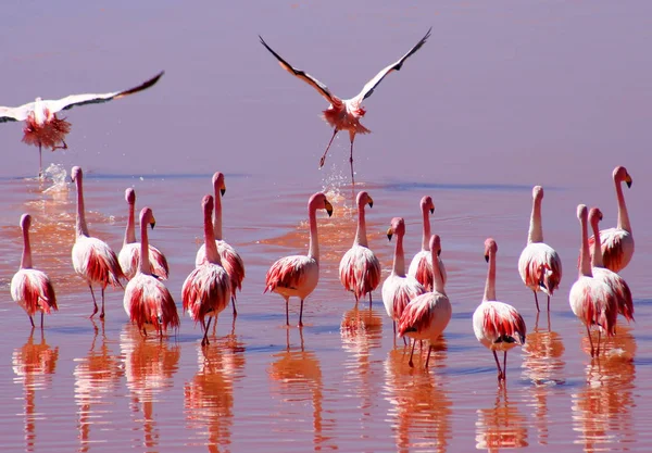 Flamingoes Wading Red Waters Laguna Colorada Southern Bolivia — Stock Photo, Image