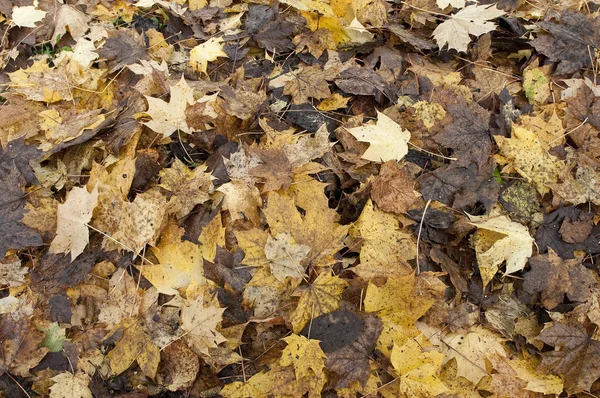 Folhas Caídas Chão Outono Floresta — Fotografia de Stock