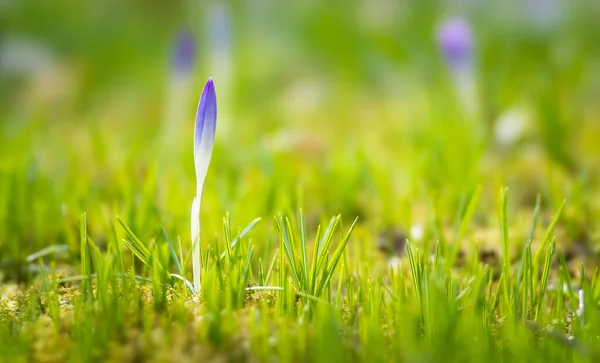 View Beautiful Green Meadow — Stock Photo, Image