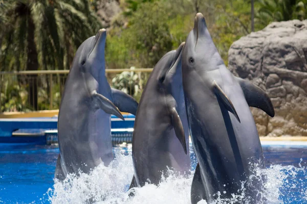 Delfini Che Ballano Acqua Durante Spettacolo — Foto Stock