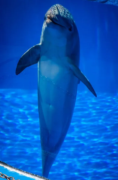 Netter Sprechender Delfin Pool Eines Abenteuerparks — Stockfoto