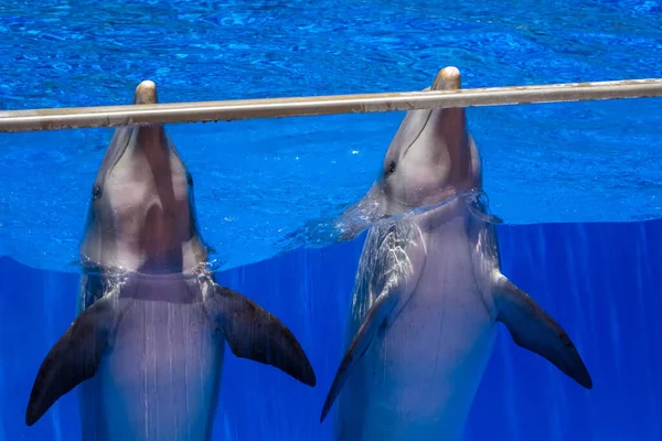 Dois Golfinhos Bonitos Uma Piscina Parque Aventura — Fotografia de Stock