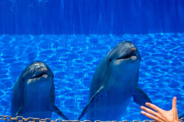 Two Cute Dolphins Pool Adventure Park — Stock Photo, Image