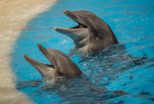 Two Cute Dolphins Waiting Fish Show — Stock Photo, Image
