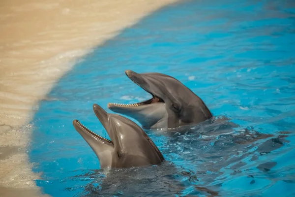 Two Cute Dolphins Waiting Fish Show — Stock Photo, Image