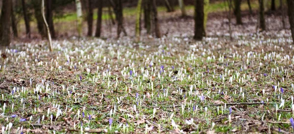 Krokusblüten Frühling — Stockfoto