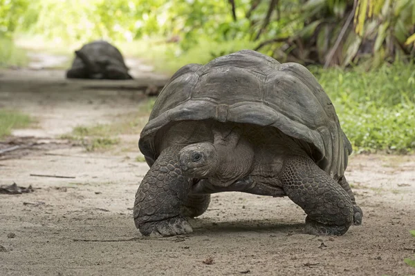 Tartaruga Gigante Aldabra Empreendedora Aldabrachelys Gigantea Ilha Das Aves Seicheles — Fotografia de Stock