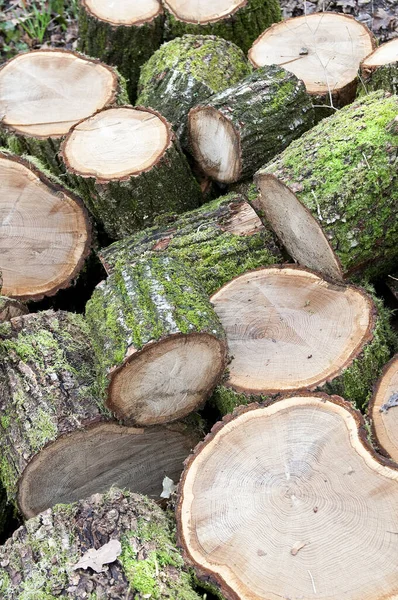 Stämme Auf Dem Land Gefällt — Stockfoto