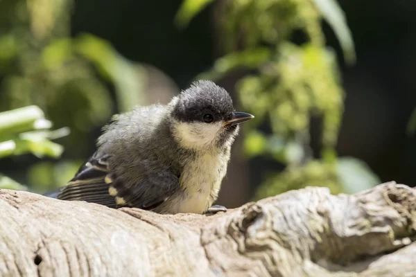 Scenic View Beautiful Great Tit Bird — Zdjęcie stockowe