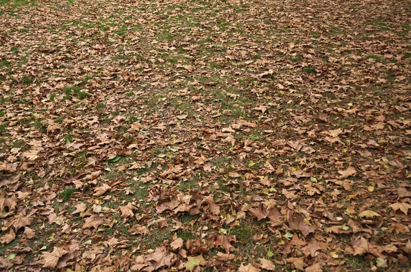 秋の紅葉 秋の植物 — ストック写真