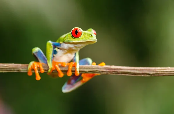 Grenouille Arborescente Aux Yeux Rouges Sur Branche — Photo