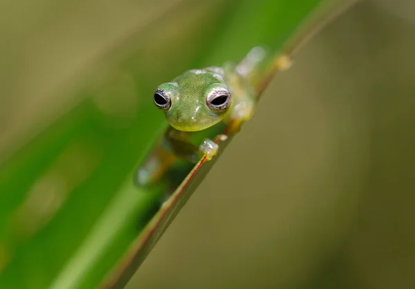 Βάτραχος Γυάλινος Μήκους Κόστα Ρίκα — Φωτογραφία Αρχείου