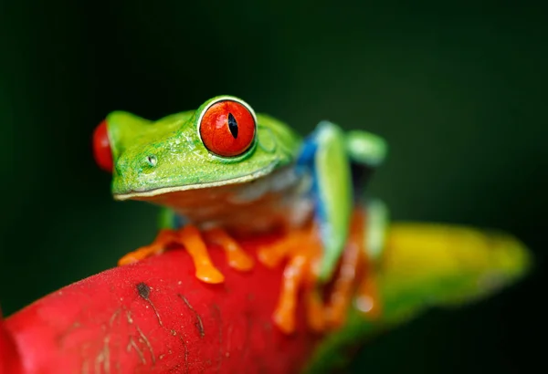 Vue Rapprochée Grenouille Sauvage — Photo