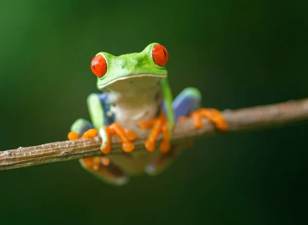 Rana Animal Anfibio Ensalada — Foto de Stock