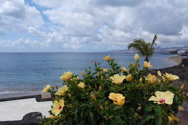 Küstenlandschaft Puerto Del Carmen Lanzarote — Stockfoto