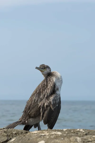 Ein Kormoran Zwischen Den Felsen — Stockfoto