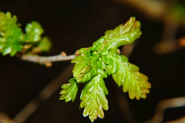 Listoví Zeleného Dubu Jarním Makru — Stock fotografie