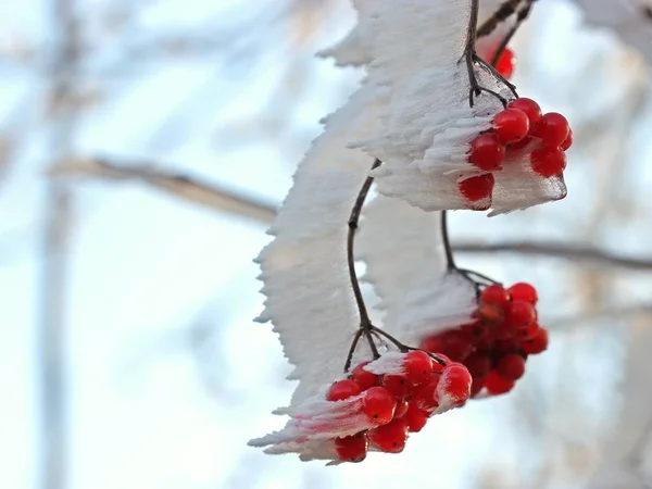 Közönséges Hógolyó Viburnum Opulus Bogyói Rózsaszín Hoarfosszal Hoher Meissneren — Stock Fotó