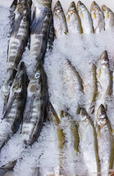 Variedade Peixe Fresco Cru Filé Gelo Picado Feche Com Espaço — Fotografia de Stock